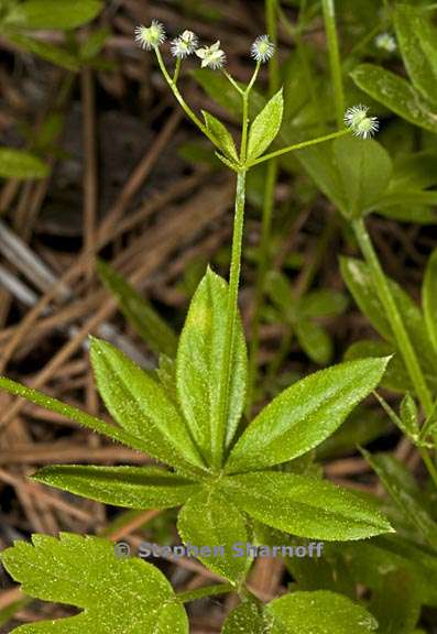 galium triflorum 4 graphic